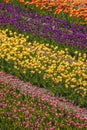 Colorful Tulip fields at Windmill Island garden in Holland, Michigan Royalty Free Stock Photo