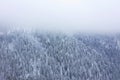 Aerial view on the coniferous forest in the mountains in winter