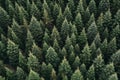 Aerial view of coniferous forest,  Pine tree top view Royalty Free Stock Photo