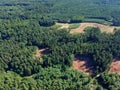 Aerial view on coniferous forest during summer day, cutting down prcess Royalty Free Stock Photo