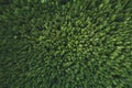 Aerial view coniferous forest trees drone landscape flying above woods