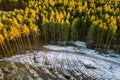 Aerial View Of Coniferous Trees Green Forest In Landscape At Early Spring. Pine Forest In Deforestation Area Landscape Royalty Free Stock Photo