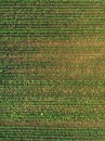 Aerial view of corn crops field with weed