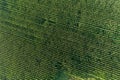 Aerial view of a corn field from drone perspective Royalty Free Stock Photo