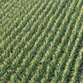 Aerial View Corn Field