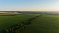 Aerial view corn field in sunset or sunrise, drone shot road around cornfield