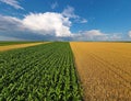 Aerial view corn, sunflower and wheat fields, stormy clouds and rainbow in the sky