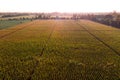 Aerial view of cornfields in northern Italy Veneto region at sunrise. Landscape of cultivated fields in the italian farmlands Royalty Free Stock Photo