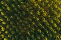 Aerial view of cottonwood treetop pattern from drone pov