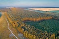 Aerial view of pine forest at sunset Royalty Free Stock Photo