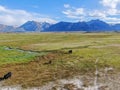 Aerial view of cows cattle grazing on a mountain pasture Royalty Free Stock Photo