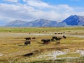 Aerial view of cows cattle grazing on a mountain pasture Royalty Free Stock Photo