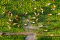 Aerial view at the cows. Farmland landscape from air. Composition with domestic animals. Photo from drone.