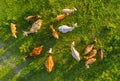 Aerial view at the cows. Farmland landscape from air. Composition with domestic animals. Photo from drone.