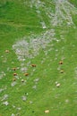 Aerial view of cows on green Alpine pasture captured on vertical picture. Minimalist nature. Brown cows on green meadow from above Royalty Free Stock Photo