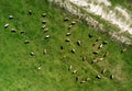 Aerial view of cows herd grazing on pasture