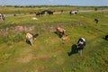 Aerial view of cows herd grazing on pasture field, top view drone pov , in grass field these cows are usually used for Royalty Free Stock Photo