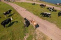Aerial view of cows herd grazing on pasture field, top view drone pov , in grass field these cows are usually used for Royalty Free Stock Photo
