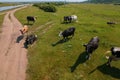 Aerial view of cows herd grazing on pasture field, top view drone pov , in grass field these cows are usually used for Royalty Free Stock Photo