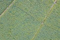 Aerial view of cultivated agricultural soybean field, drone pov top view for harvest concept Royalty Free Stock Photo