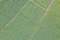 Aerial view of cultivated agricultural soybean field, drone pov top view for harvest concept Royalty Free Stock Photo