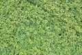 Aerial view of cultivated agricultural soybean field, drone pov top view for harvest concept Royalty Free Stock Photo
