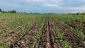 Cultivated field aerial view