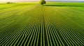 Aerial view of a cultivated field with a solitary tree Royalty Free Stock Photo
