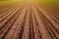 Aerial view of cultivated soybean field as abstract background Royalty Free Stock Photo