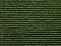 Aerial view of cultivated soybean field