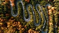 Aerial view of curvy road in beautiful autumn forest at sunset. Top view of roadway with autumn colors Royalty Free Stock Photo