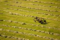 Aerial view of cut hay field Royalty Free Stock Photo