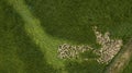 Aerial view Cute domestic duckling walking in green grass outdoor Royalty Free Stock Photo