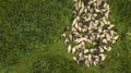 Aerial view Cute domestic duckling walking in green grass outdoor Royalty Free Stock Photo