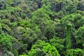 Aerial view of Daintree National Park canopy Queensland Austral