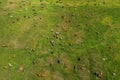 Aerial view of dairy farm cattle cow herd grazing in lush green meadow, drone pov