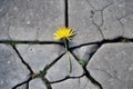 aerial view of dandelion growing in cracked pavement