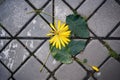 aerial view of dandelions forming a pattern in cracked pavement