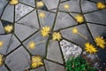 aerial view of dandelions forming a pattern in cracked pavement