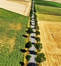 Aerial view of a dead straight narrow gray country road with rows of trees along the sides next to fields of farmland