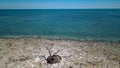 Dead tree in by the ocean