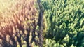 Aerial view of dead trees after fire. Pine forest with a dirt road and harmonious color