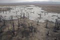 Aerial view of dead trees and lake in Danakil Depression