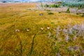 Aerial view of deer in County Donegal - Ireland Royalty Free Stock Photo