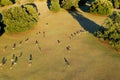 Aerial view of the deer on the grassland with the long shadows in the evening sun Royalty Free Stock Photo