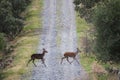 Aerial view of deer passing road
