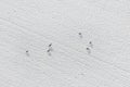 Aerial view deer in a snow field in witer