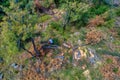 Aerial view of deforestation coniferous trees in the suburban forest of Thessaloniki