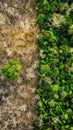 Aerial view of deforestation and healthy forest contrast Royalty Free Stock Photo