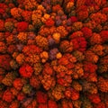 Aerial view of a dense forest in autumn, showcasing a vibrant tapestry of red, orange,
